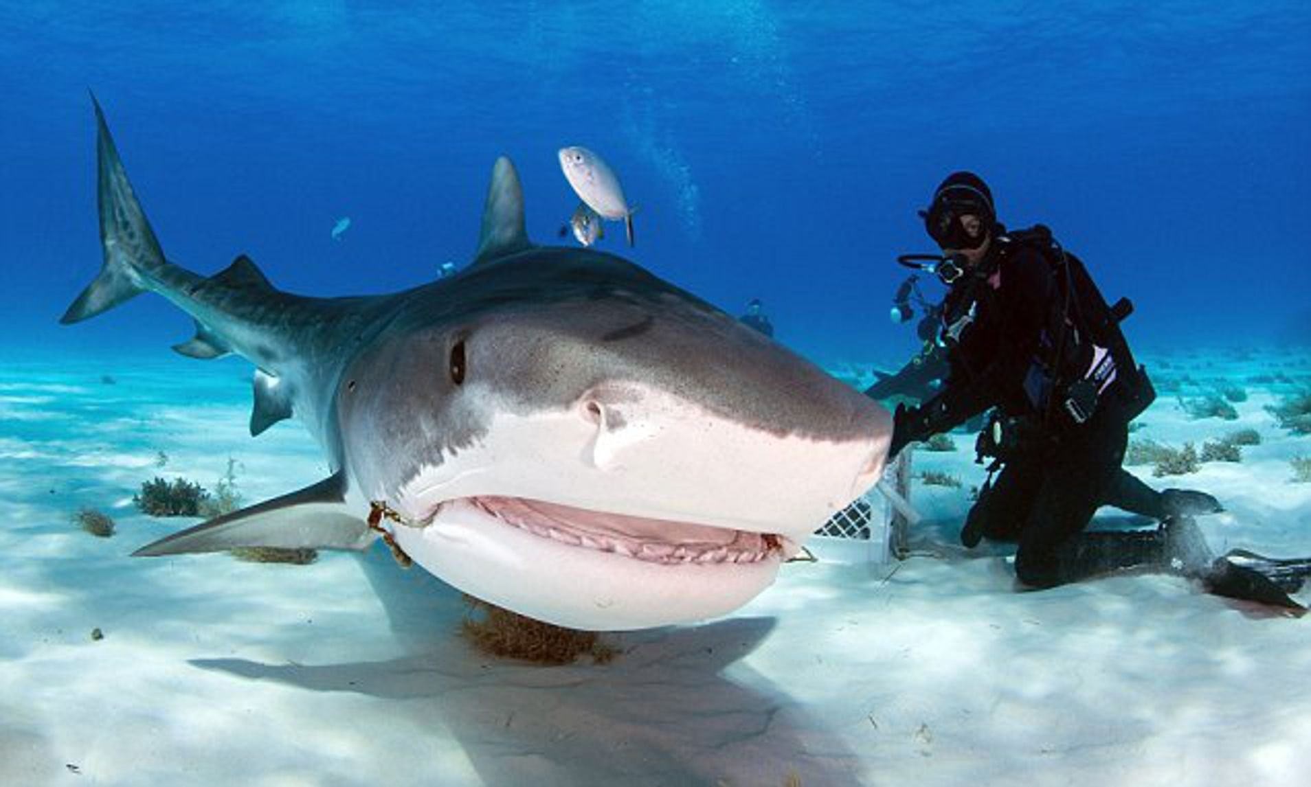 Большая морская акула. Акула тигровая Шарк. Белая тигровая акула. Гангская акула. Мадагаскарская острозубая акула.