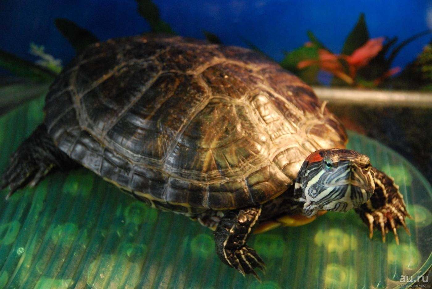 Водяная домашняя черепаха. Красноухая черепаха. Красноухая черепаха сухопутная. Черепаха водная красноухая. Морская черепаха красноухая.