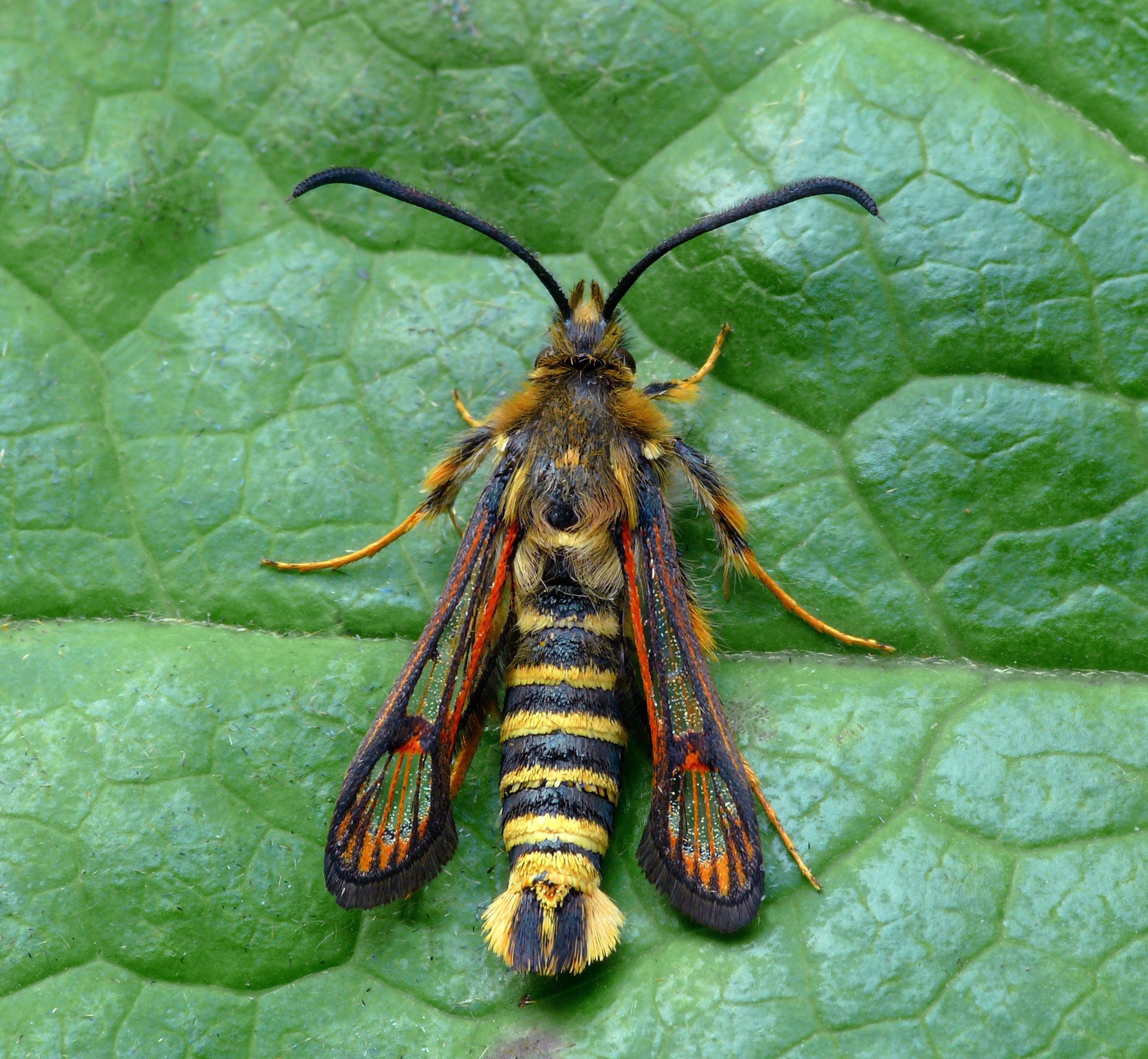 Смородиновая стеклянница (aegeria tipuliformis)