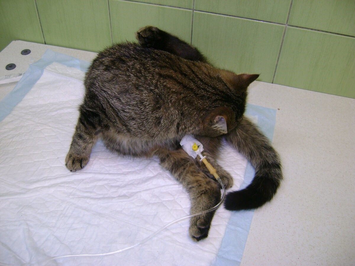 Кошка часто дышит животом. Промежностная уретростомия кота.