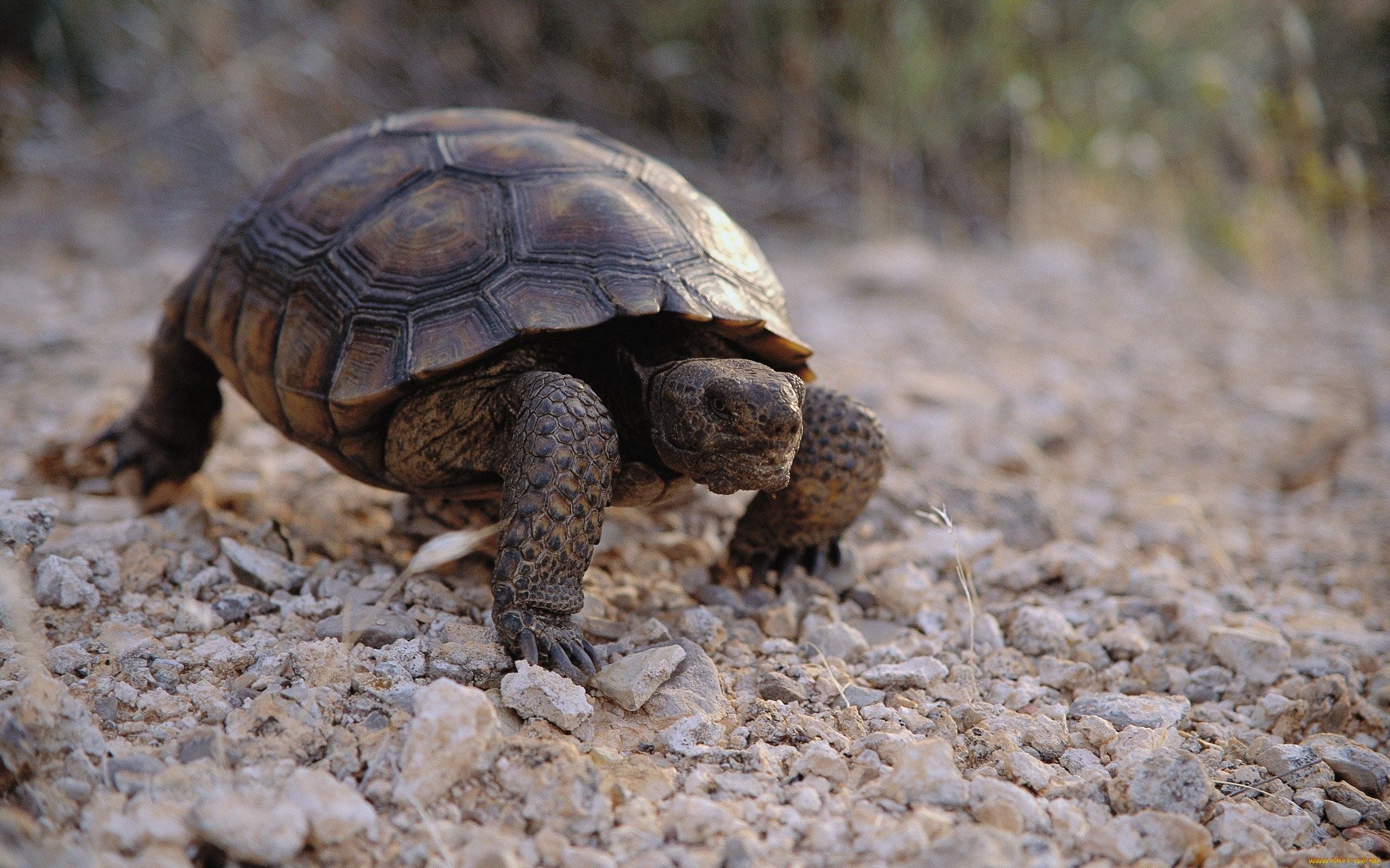 Черепаха ползет в 6 раз медленнее чем. Черепаха. Черепаха ползет. Медленная черепаха. Черепаха ползает.