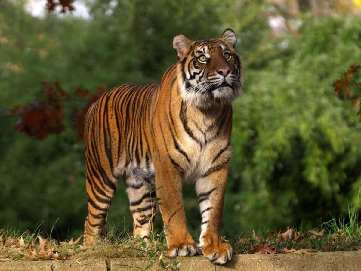 Африканский тигр