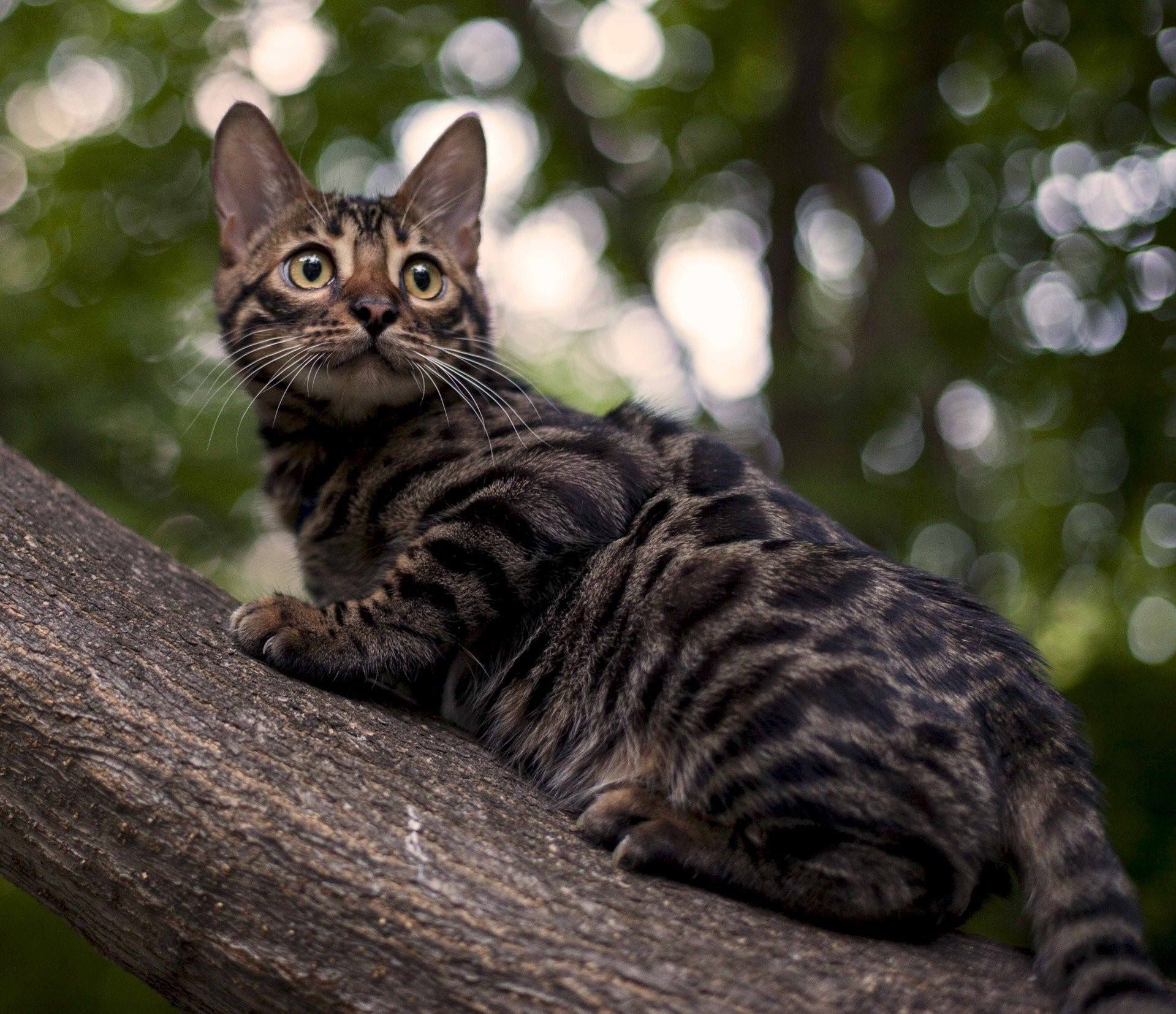 Кот бельгийской породы фото