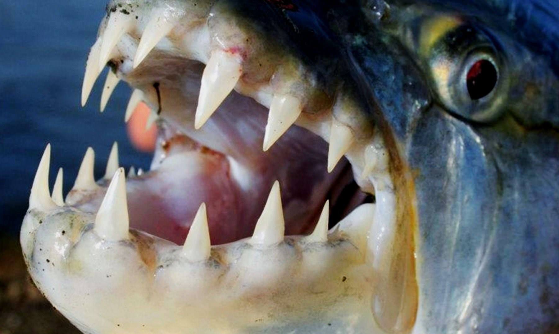 Включи видео самых опасных. Большая тигровая рыба Голиаф. Большая тигровая рыба Hydrocynus Goliath. Самая опасная рыба в мире. 10 Самых опасных рыб в мире.