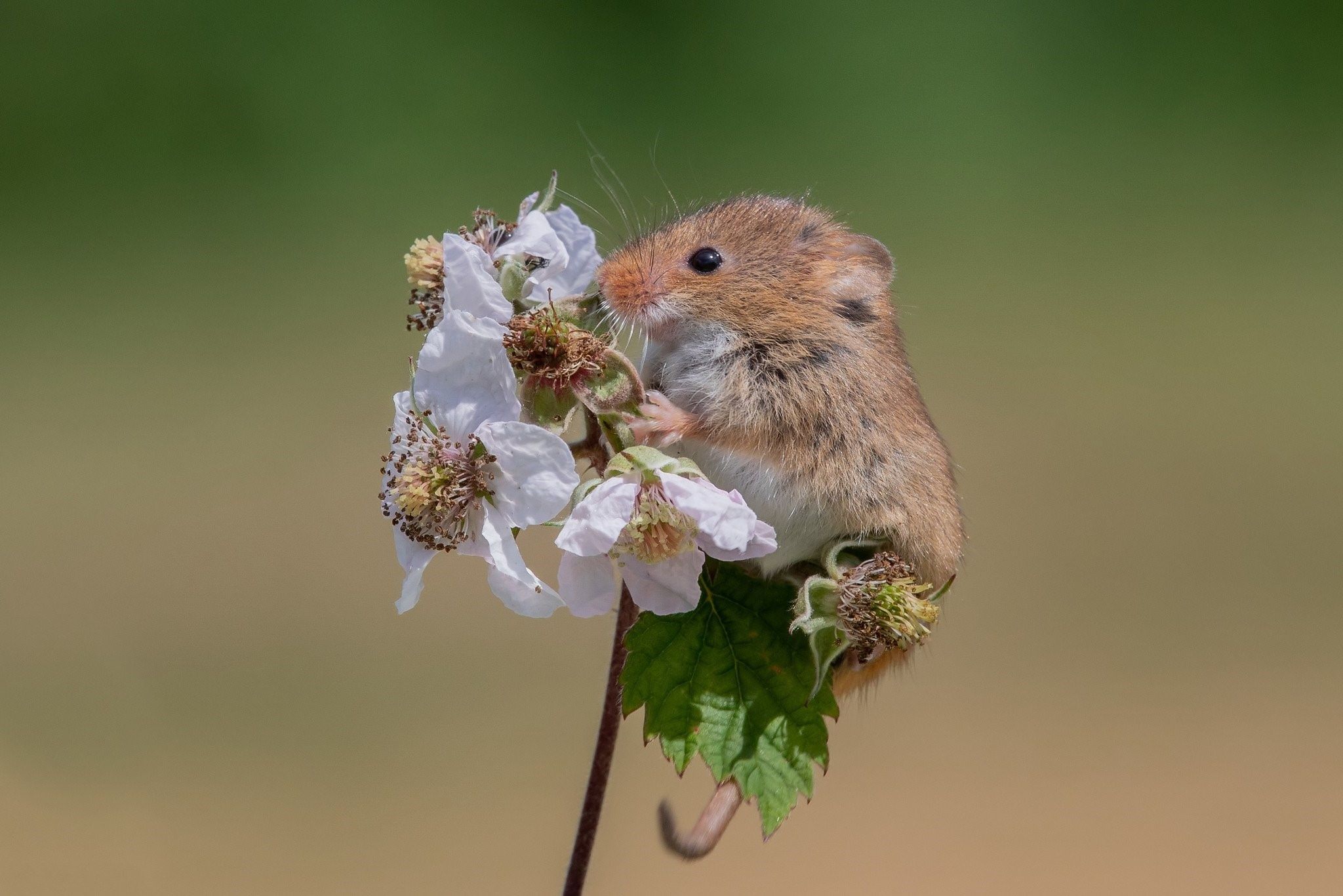Хомячок добро. Мышь Малютка полевка. Полевка хомяк. Мышь полевка в цветке. Мышь полевка белая.