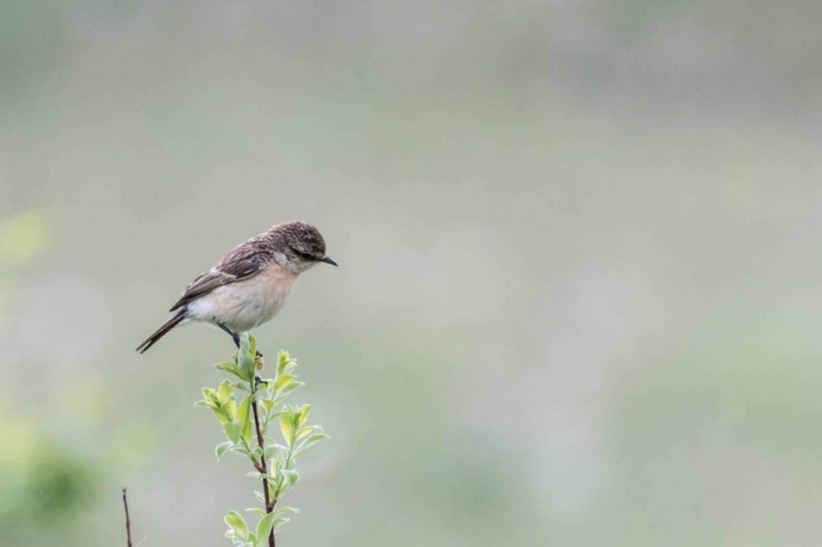 Серый чекан. Common Stonechat. Обои чекан вертикальные.