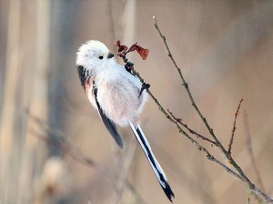 Маленькая белая птичка