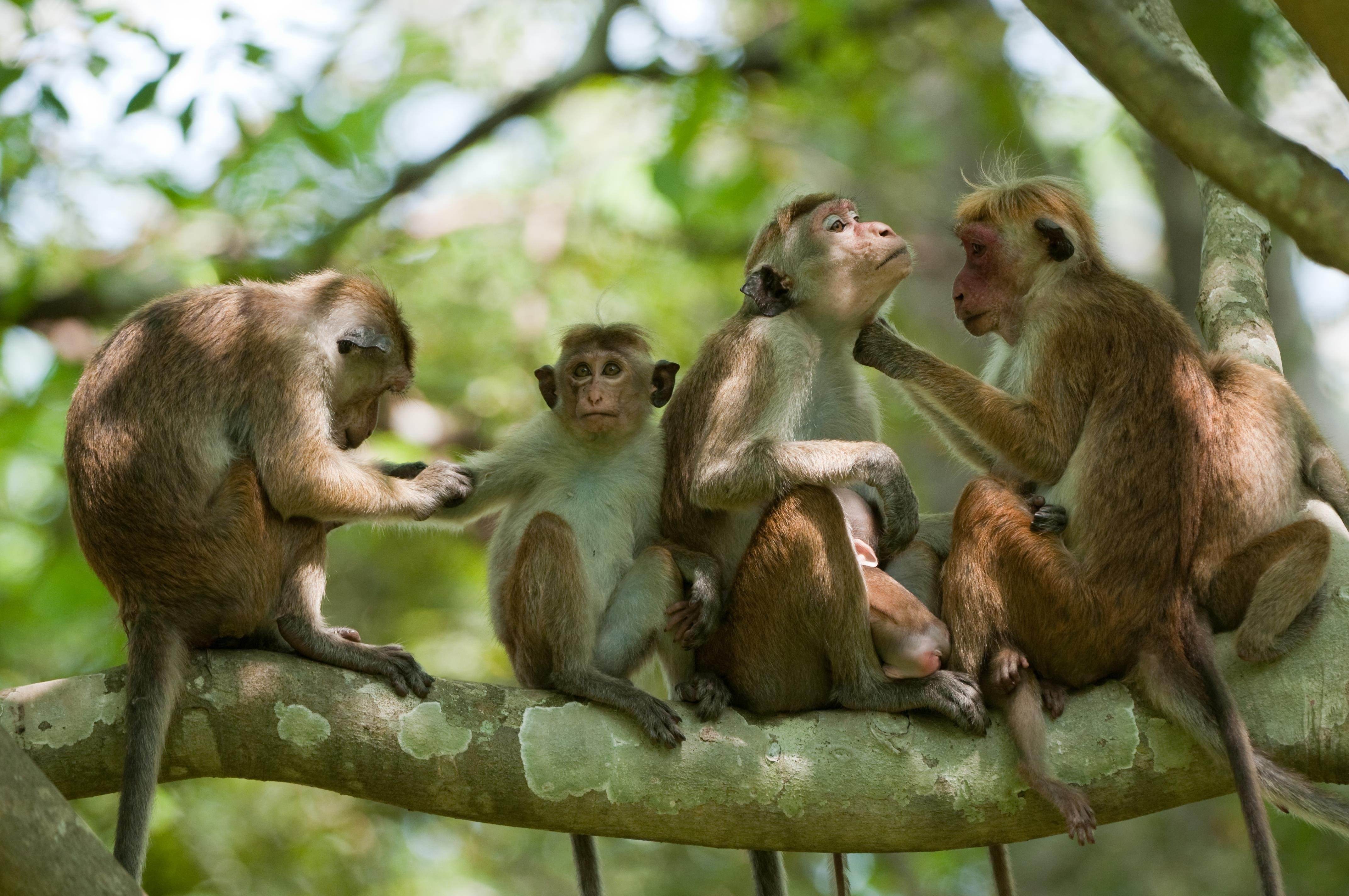 Круг обезьян. Семейство мартышковые. Семейство обезьян. Семья обезьян. Четыре обезьяны.
