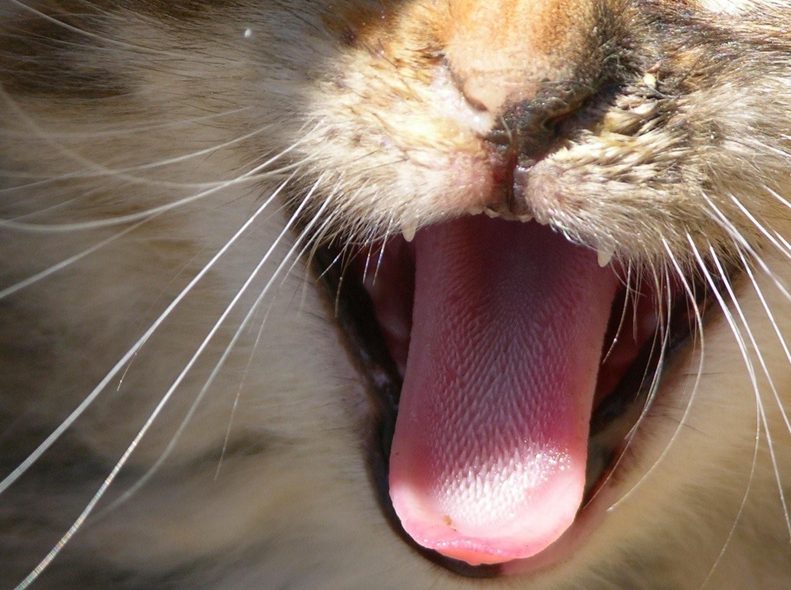 Фото кошачий язык под микроскопом