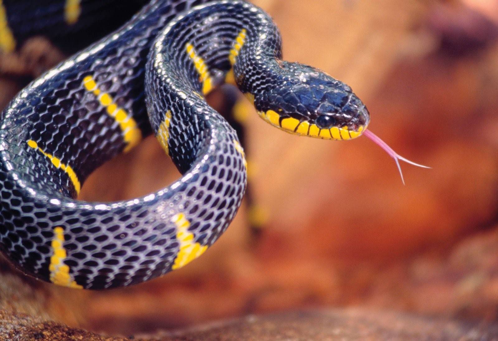 Самая ядовитая змея в мире фото и название