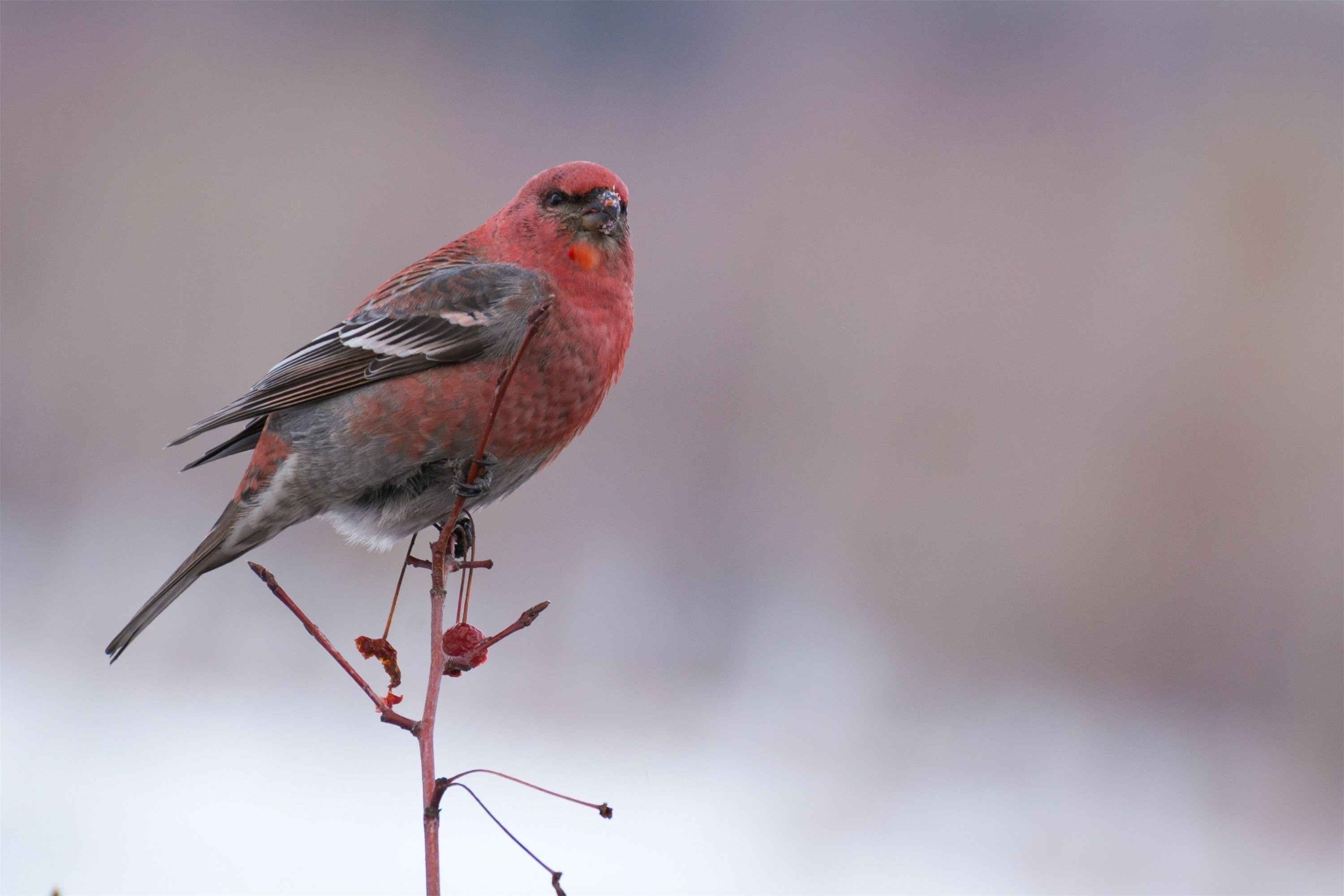 Летняя птичка с красной грудкой но не снегирь фото
