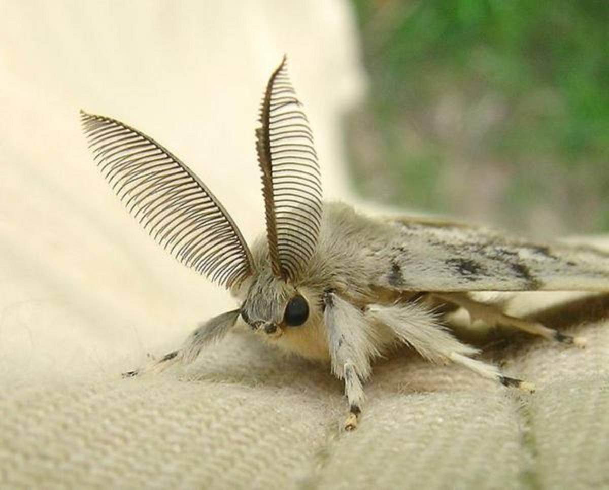 Бабочка похожая на комок серого шелка. Тутовый шелкопряд бабочка. Мотылек тутового шелкопряда. Сибирский шелкопряд. Тутовый шелкопряд насекомые.