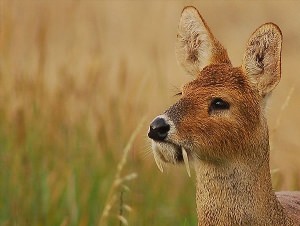 Саблезубая антилопа