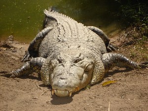 Самый крупный крокодил в мире