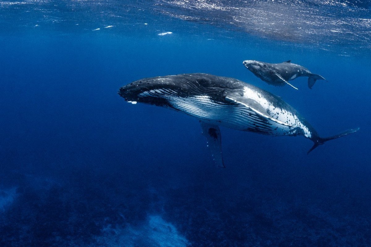 Мощность кита под водой. Горбатый кит. Горбатый кит сверху. Киты в океане. Кит снизу.