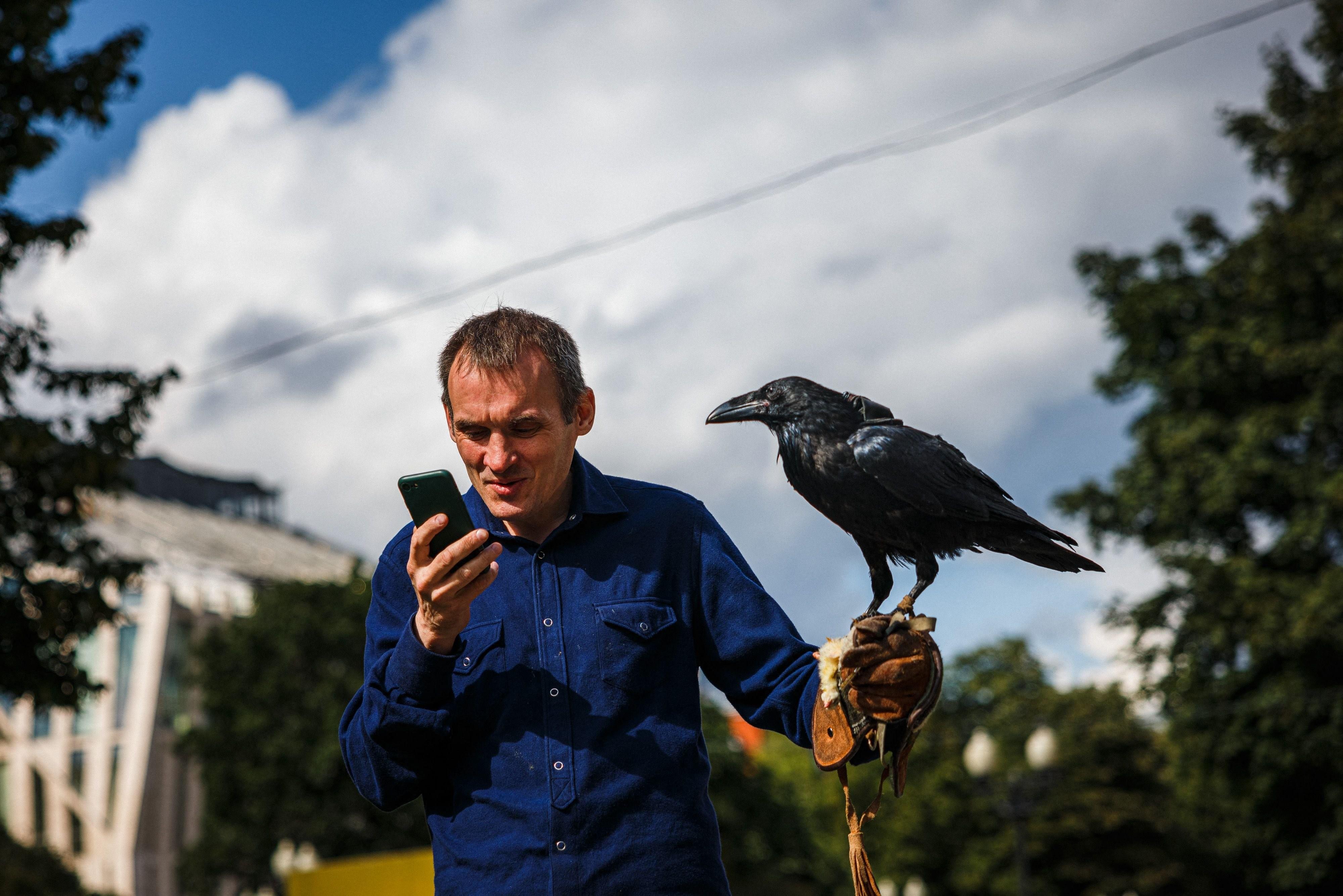 Работа ворона. Ворона дома. Домашний ворон на руке. Человек держит ворона. Держи ворону.