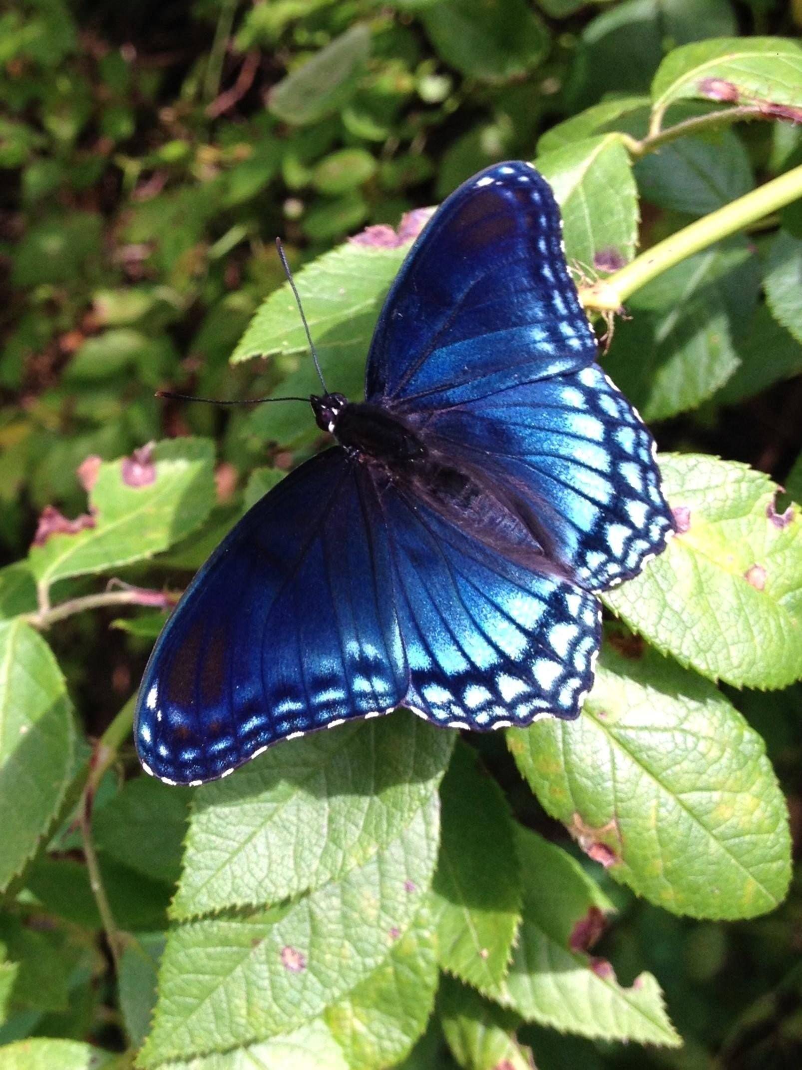 Черно синяя бабочка. Бабочка омурасаки. Бабочка Red-spotted Purple. Синий Махаон бабочка. Черный Махаон бабочка.