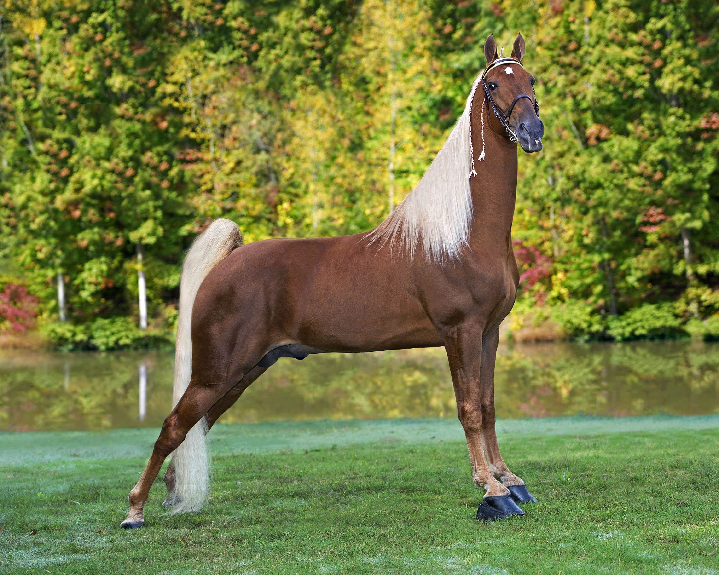 Породистый конь. Теннесси Уокер лошадь. Лошадь породы Теннесси Уокер. Теннессийская прогулочная лошадь. Теннессийская порода лошадей.