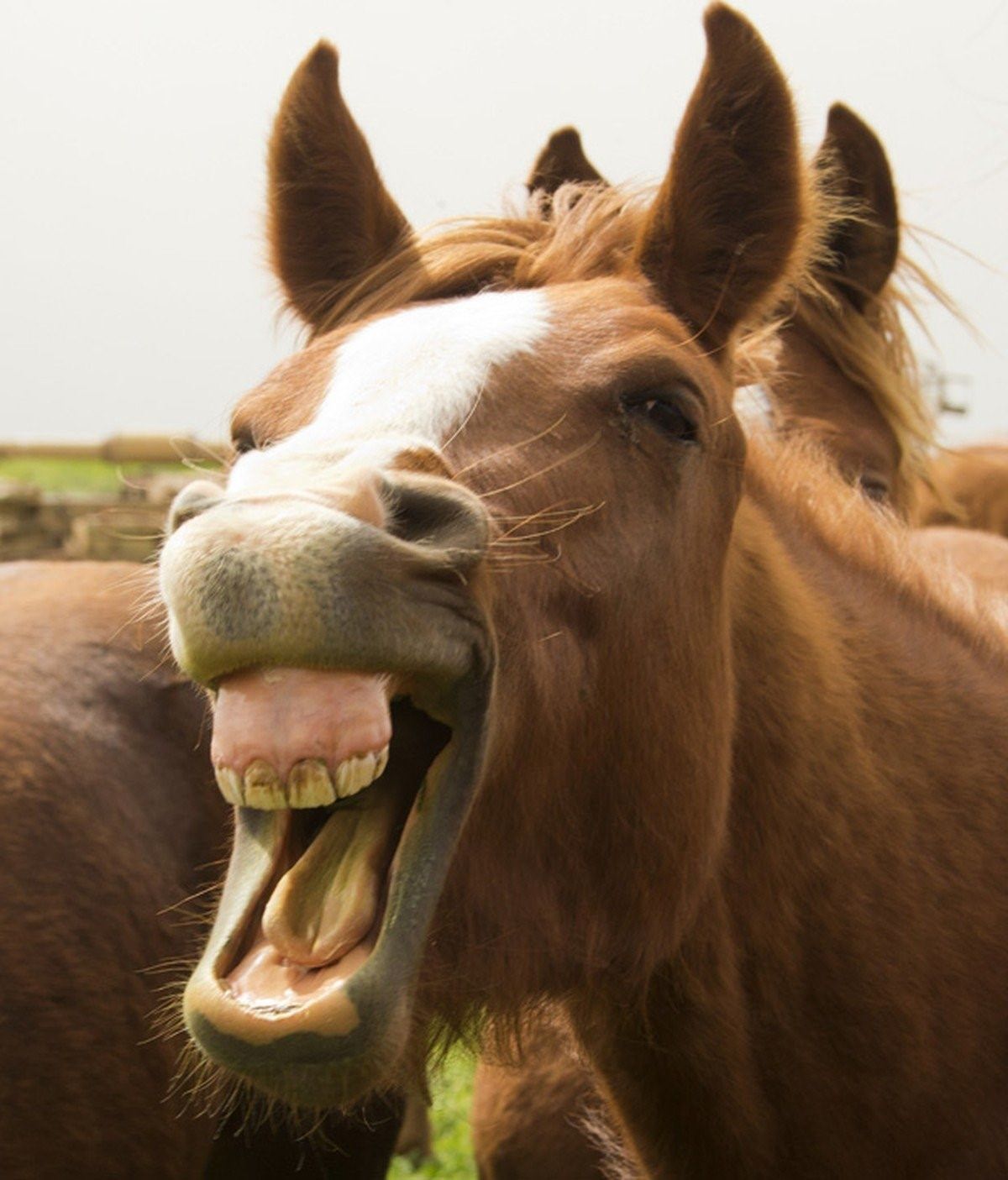 Лошадиные зубы. Лошадь улыбается. Улыбка лошади. Лошадь ржет.