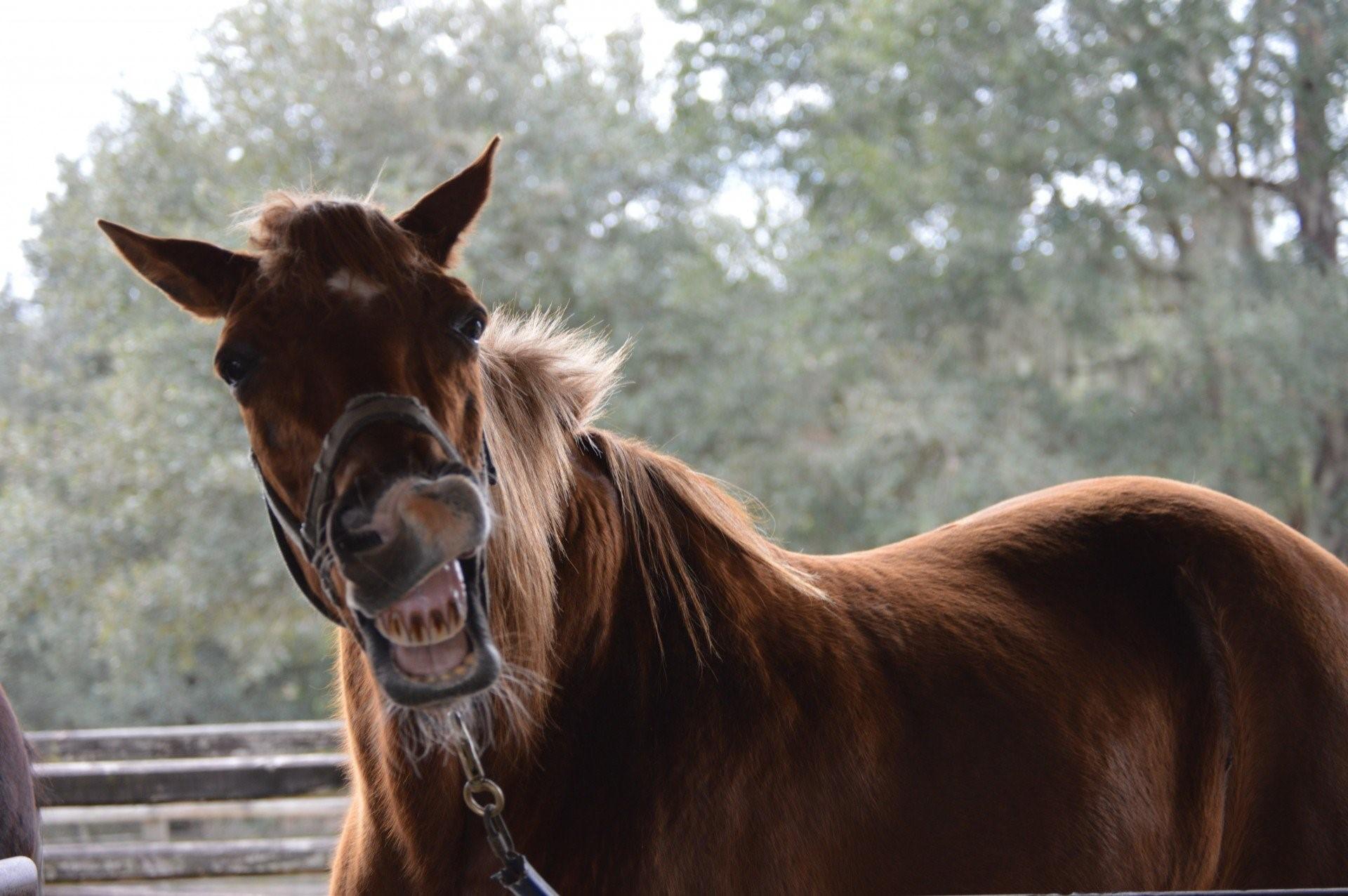 Говорящие лошадки. Грустная лошадь. Довольная лошадь. Конь улыбается. Конь фырчит.