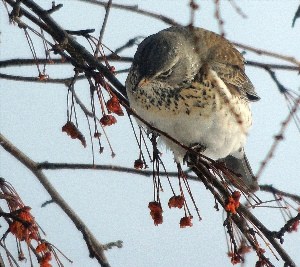 Птицы самары