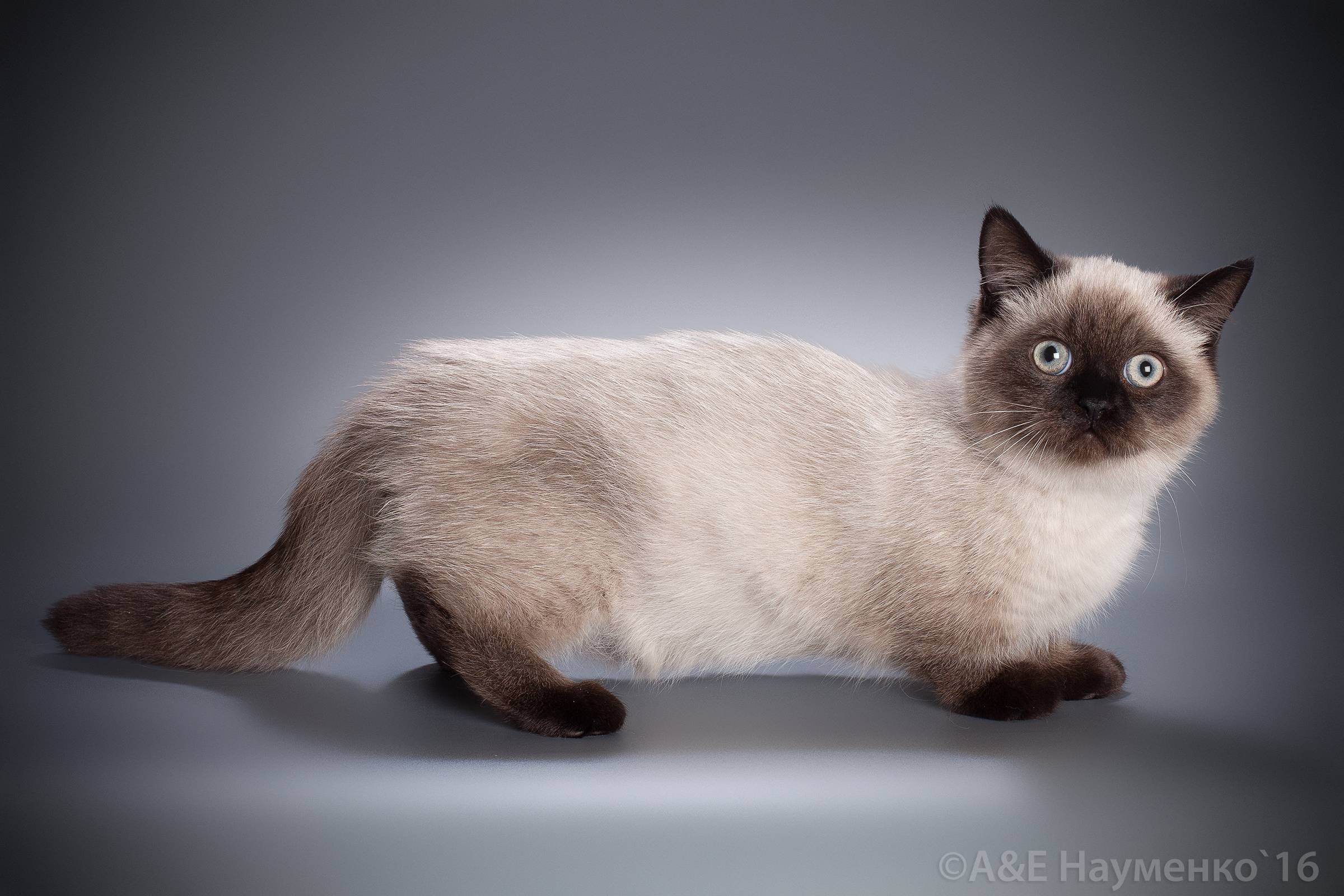 Кошка с короткими лапами порода с фото