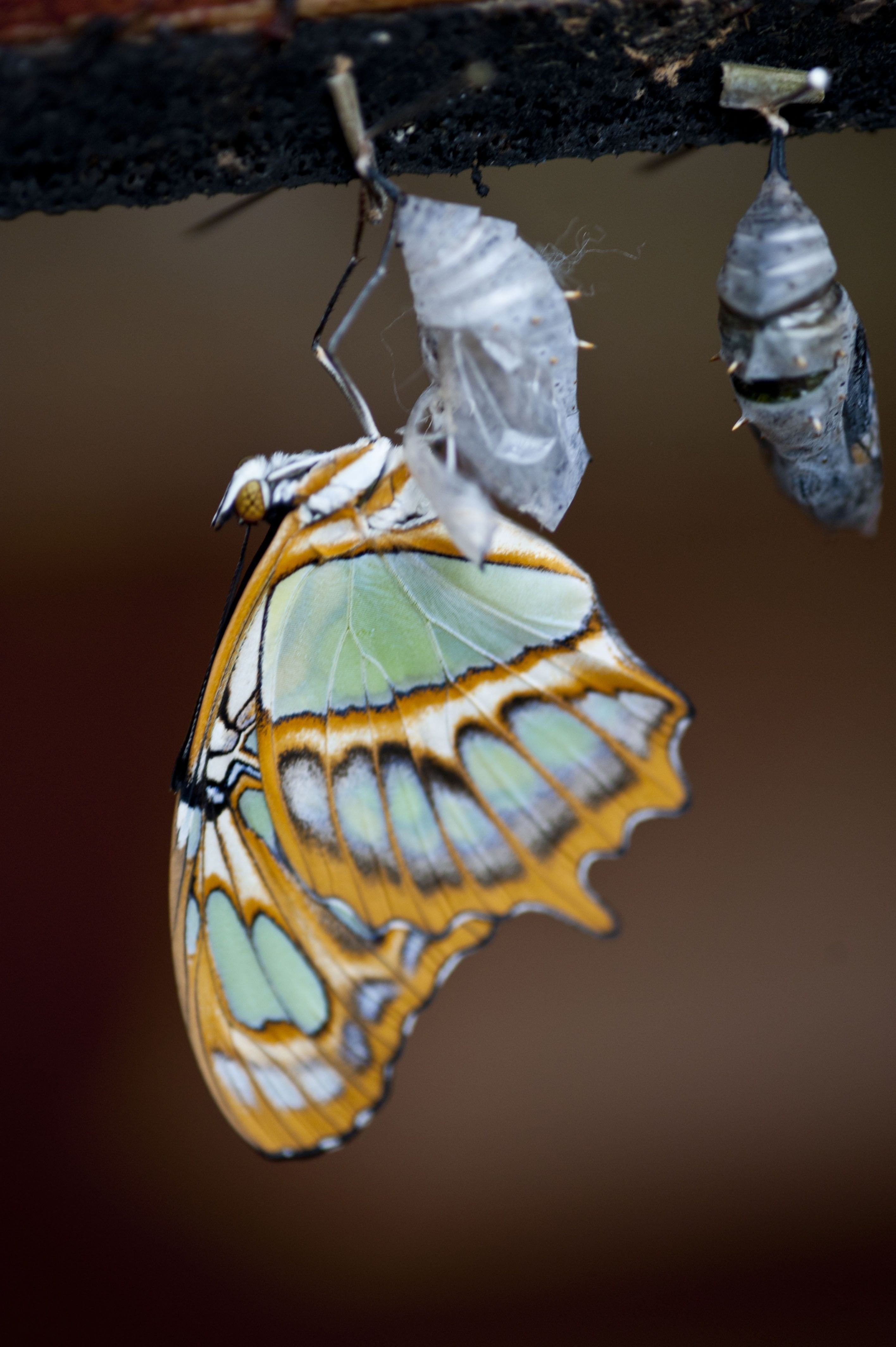 Кокон бабочки Монарх