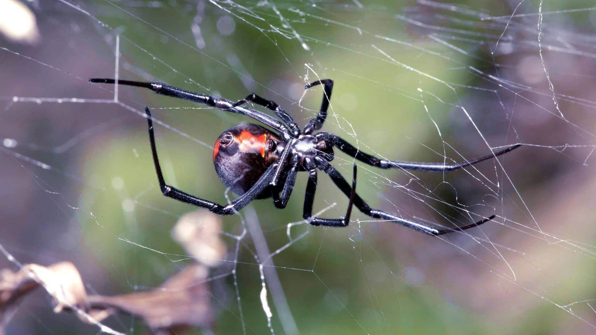 Ядовитые пауки фото с названиями