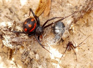 Ядовитые пауки Самарской области