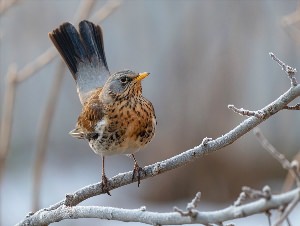 Птичка дрозд