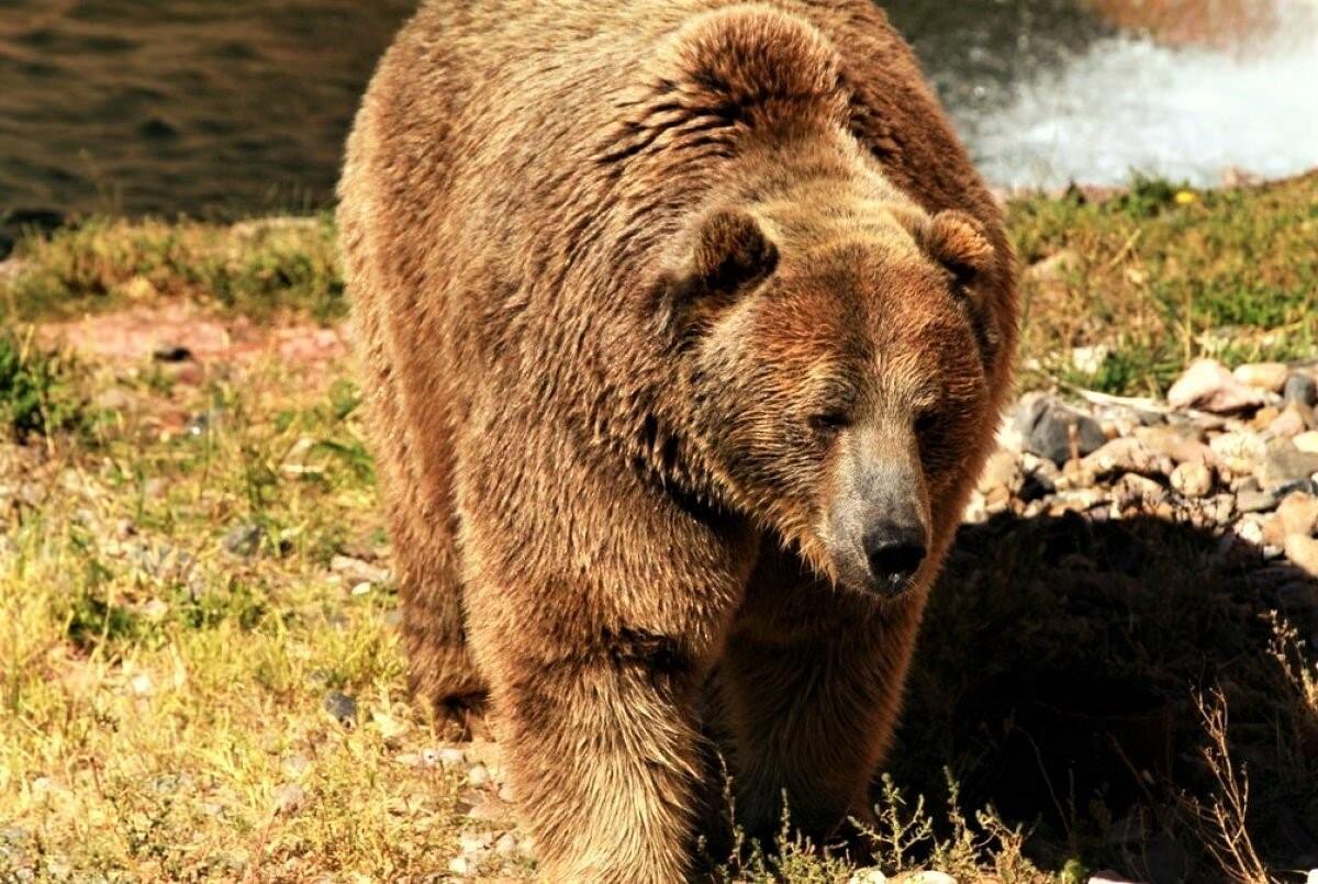 Медведь гризли фото