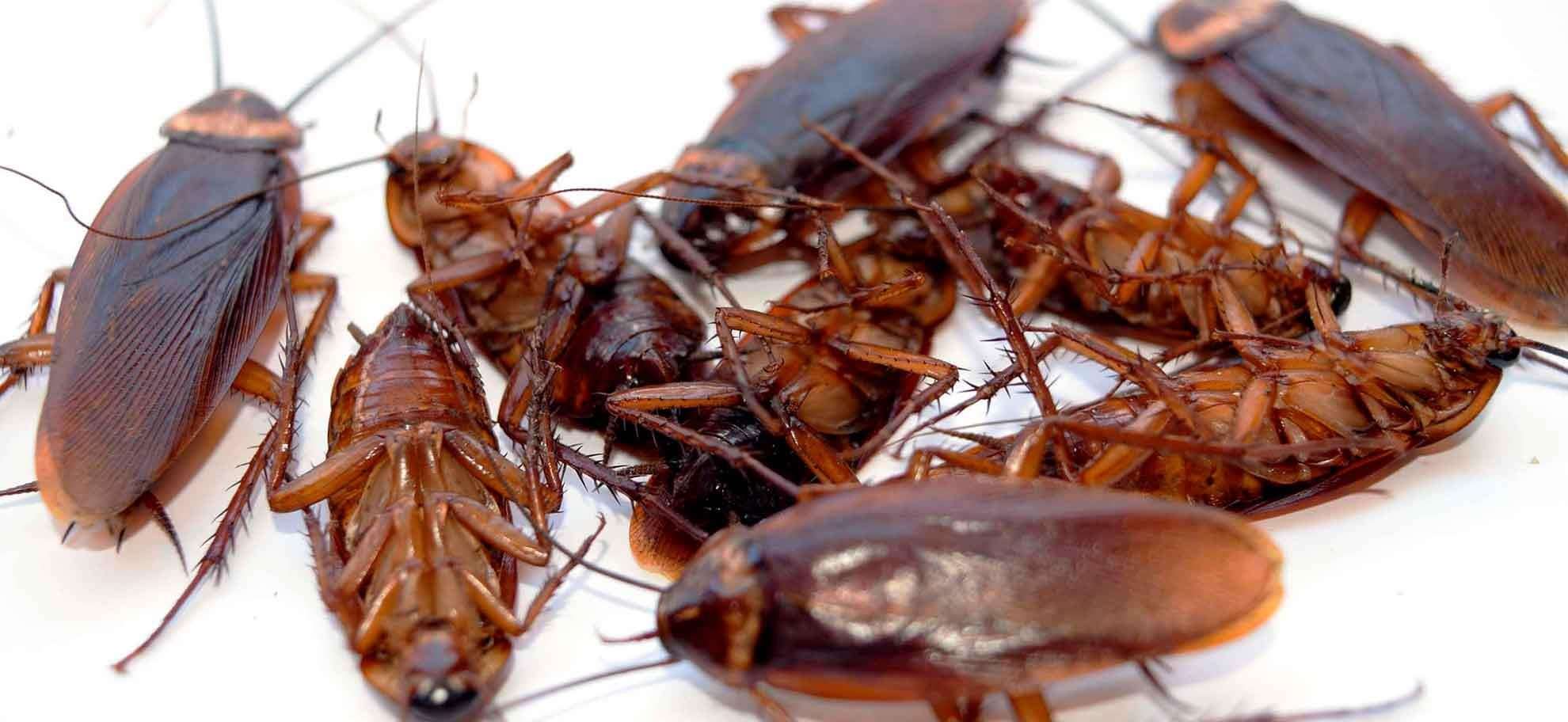 фото тараканов домашних маленьких и больших размеров