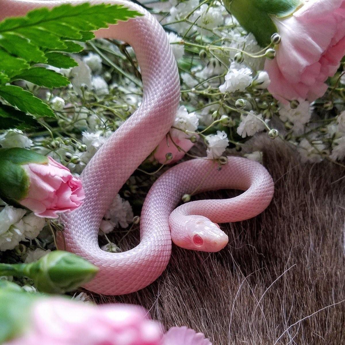 Змеиные Цветы