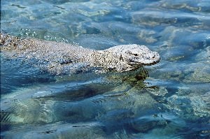 Ящерицы живущие в воде