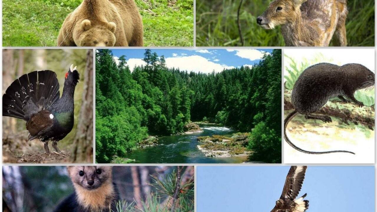 Органический мир лесов