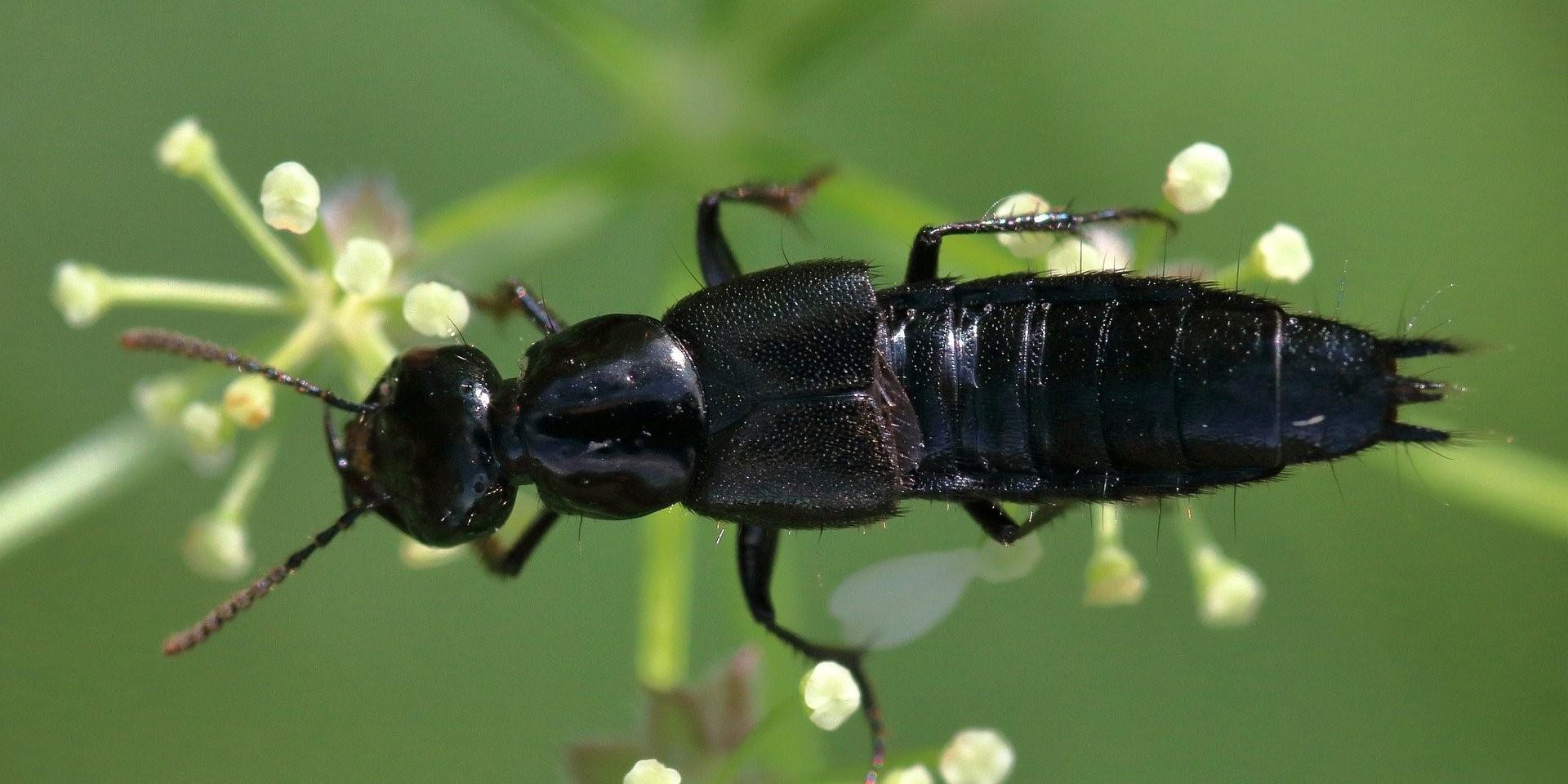 черный жук фото название