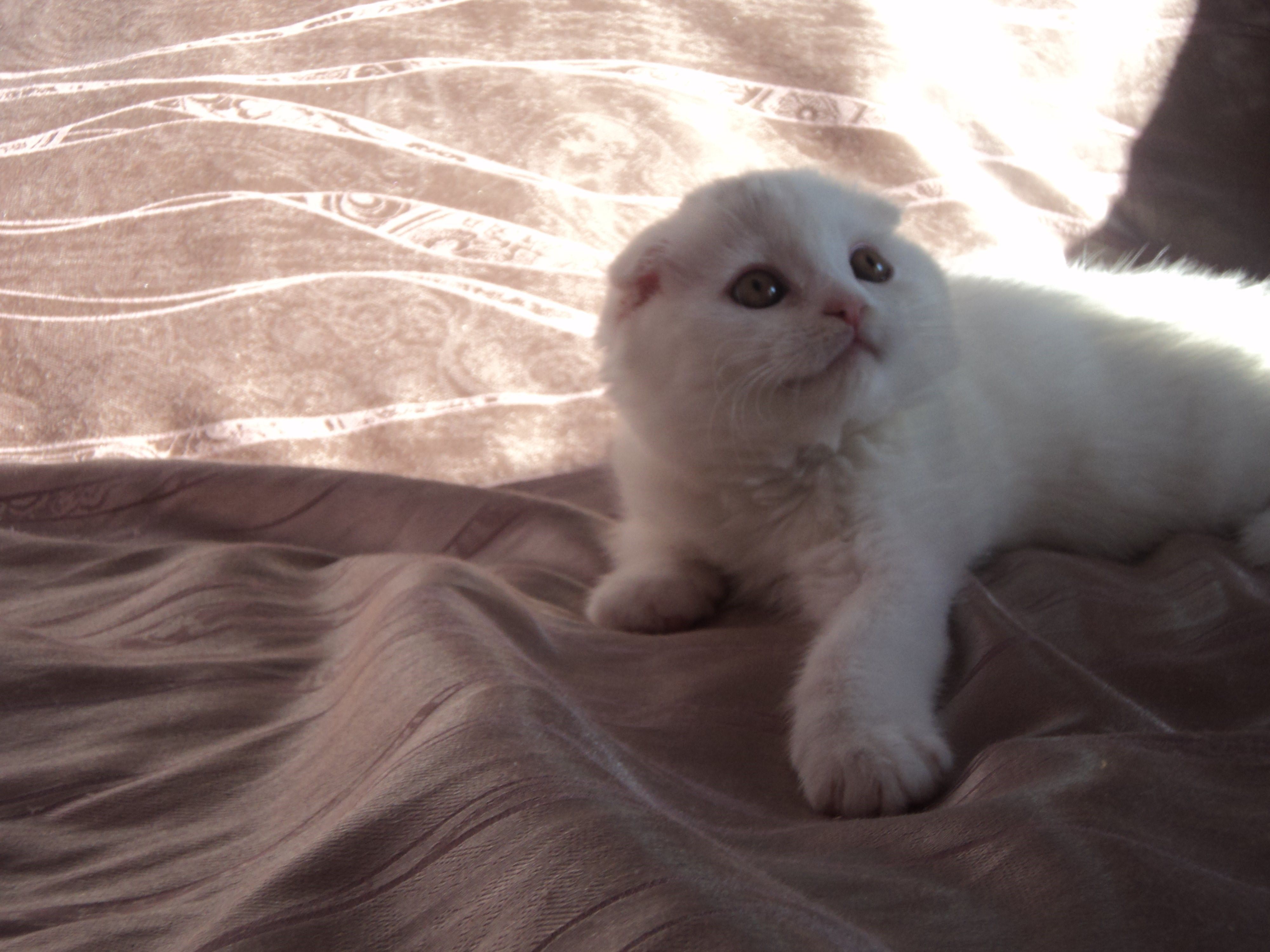 Фото белого вислоухого кота
