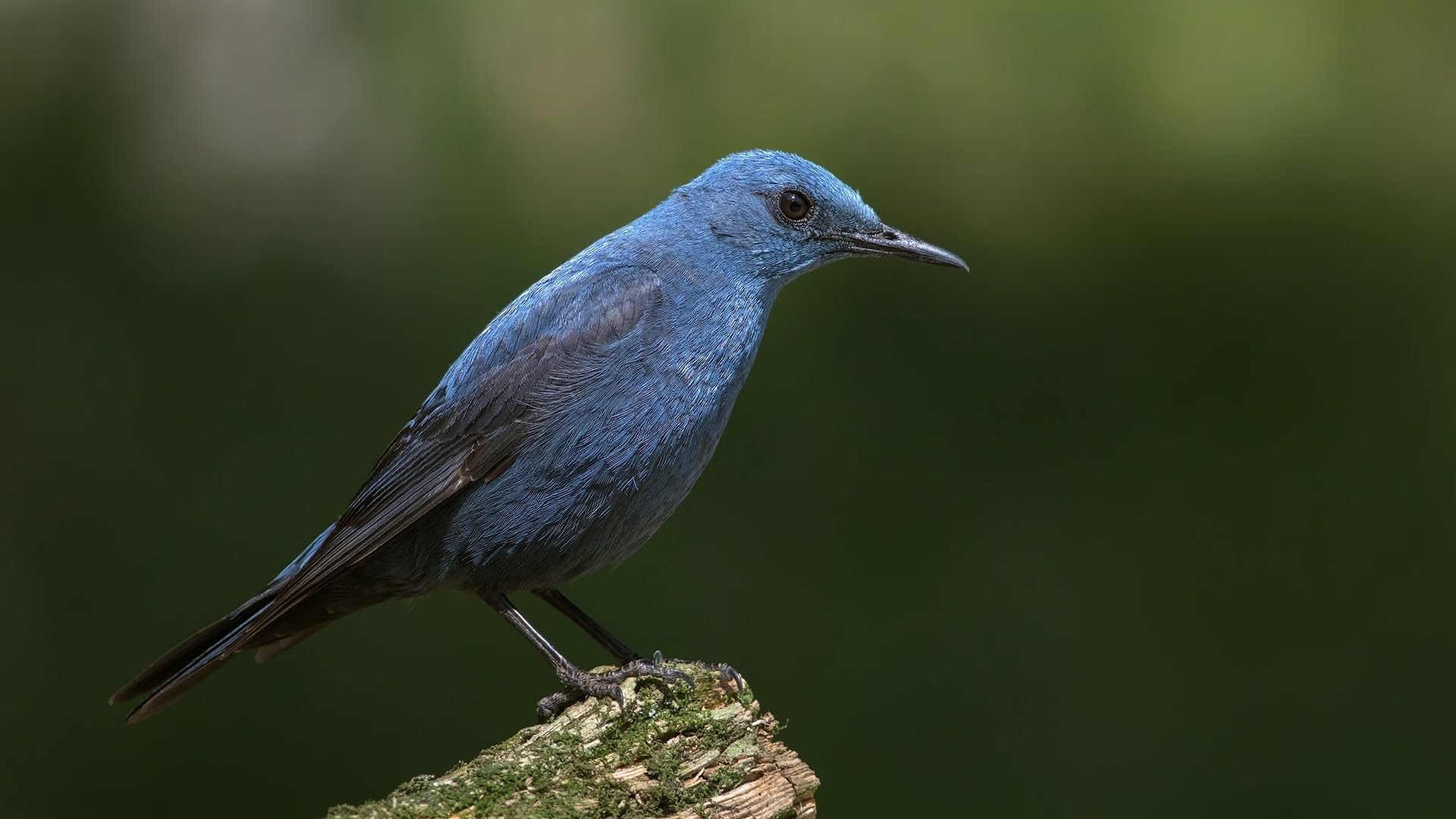 Синяя птица памира. Monticola solitarius. Малабарский синий Дрозд. Дрозд Шама. Синяя птица в горах Памира и Тянь-Шаня.