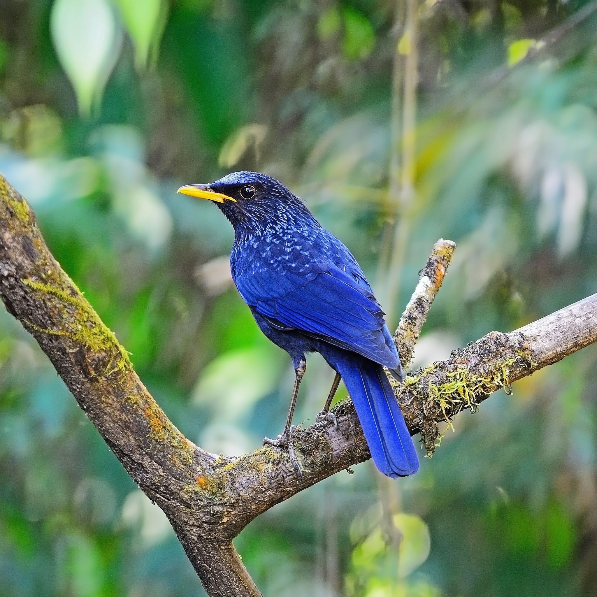 синяя птица в горах памира