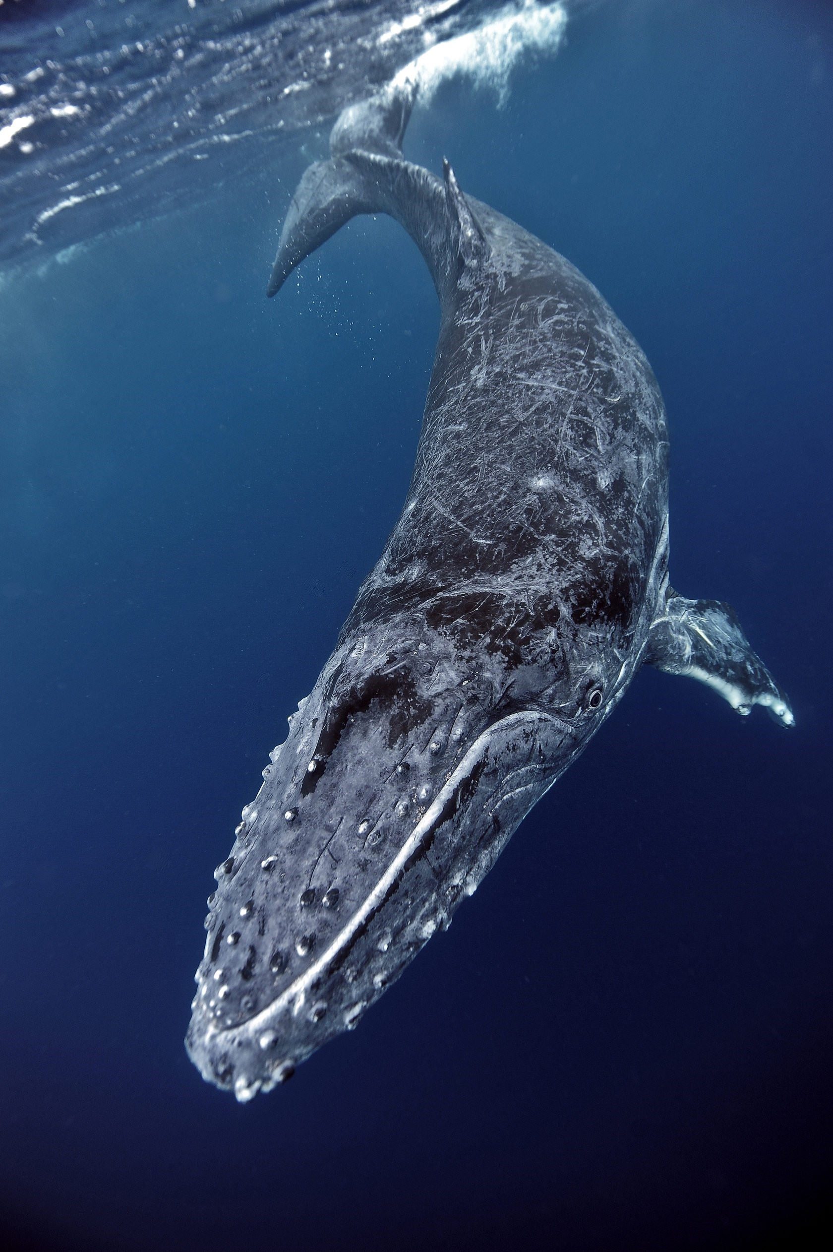 Фото больших китов