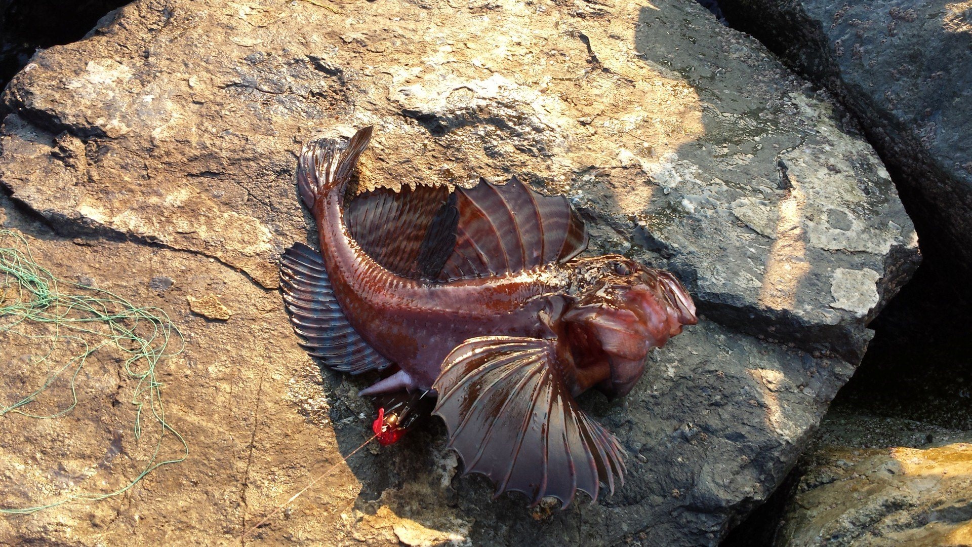 Морской дракон в черном море фото рыба