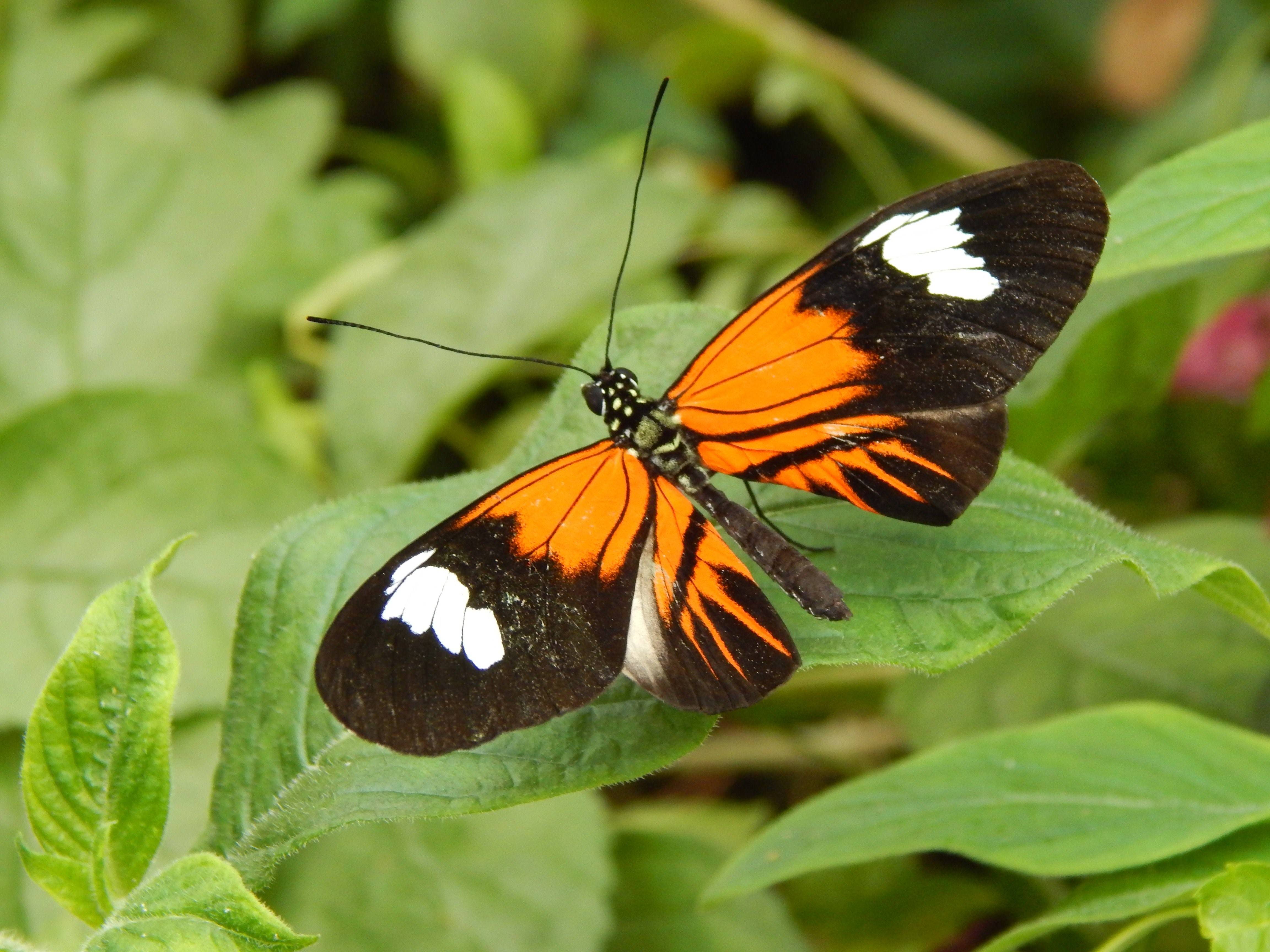 Бабочка черно оранжевая. Pieridae бабочка. Бабочка черная. Черно оранжевая бабочка. Бабочка оранжевая с черными пятнами.