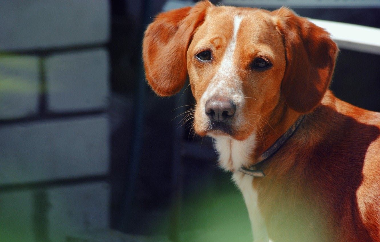 Собака рыжик. Рыжая гладкошерстная собака. Собака Рыжик 40 лет. Рыжая собачка с большими ушами и умным взглядом. Рыжая такса собака картинки.