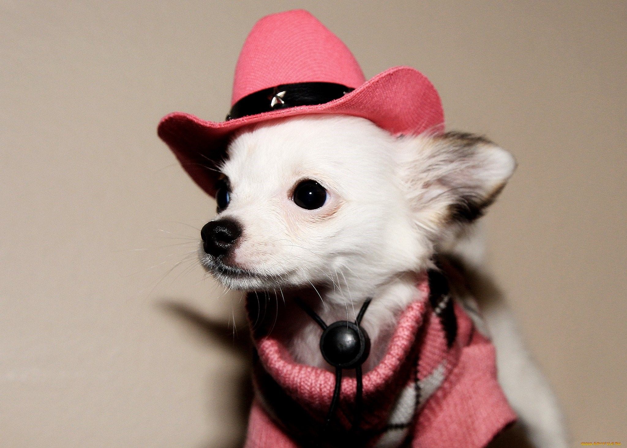 Животные шляпа. Собака в шляпе. Собачка в шляпке. Шляпки для собак. Животные в головных уборах.