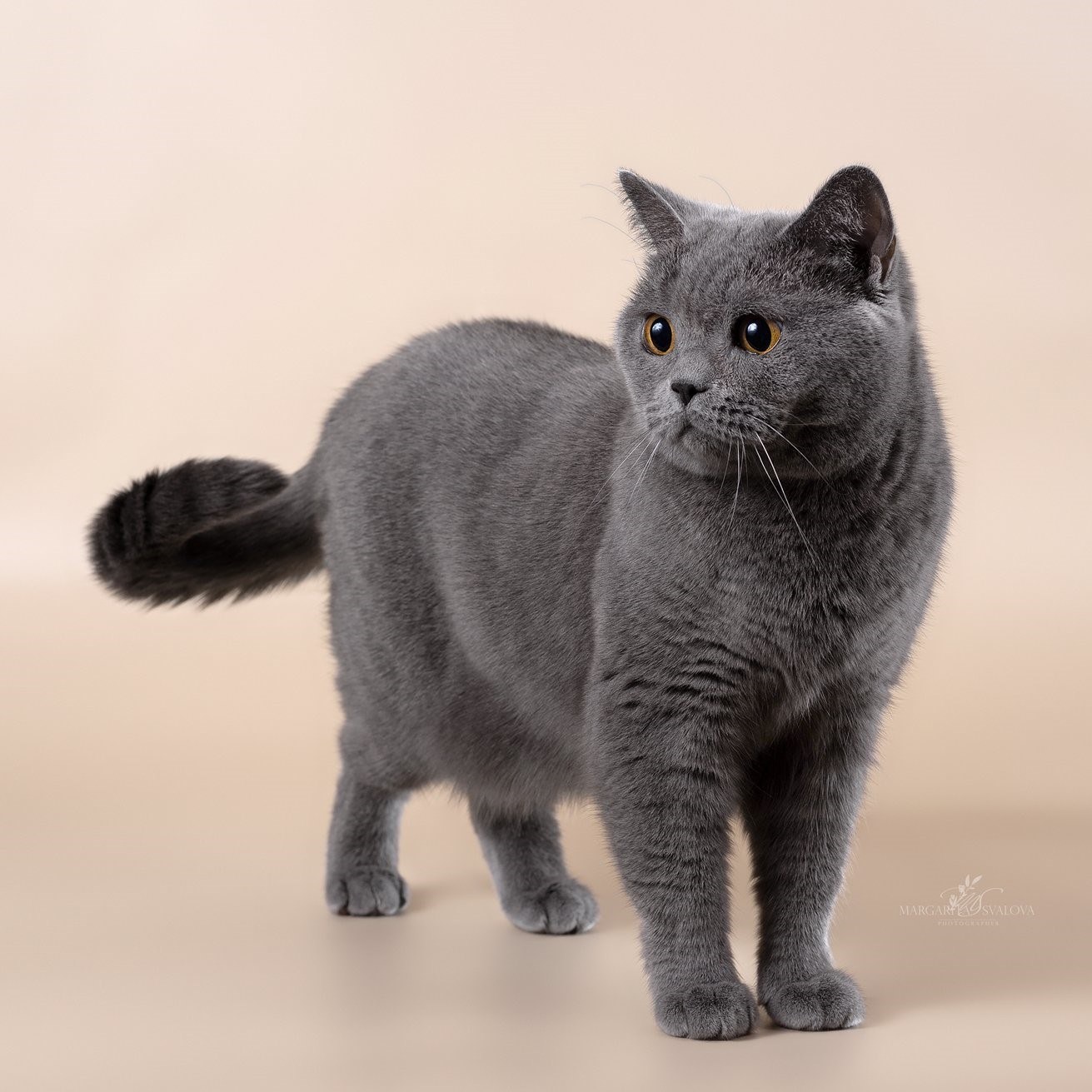британский кот 1 год фото