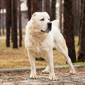 Алабай бойцовская собака