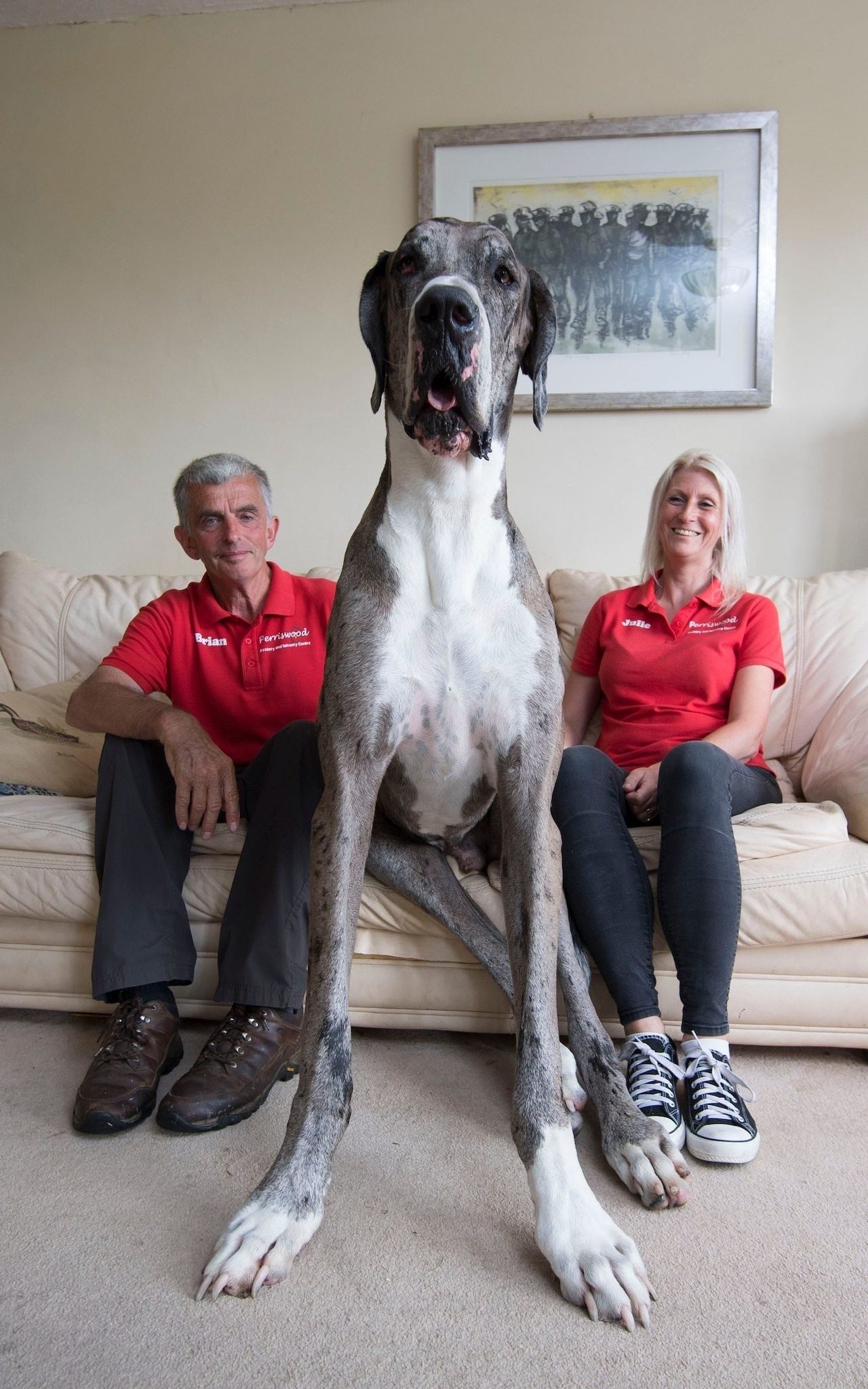 Самую большую собаку в мире покажи фото