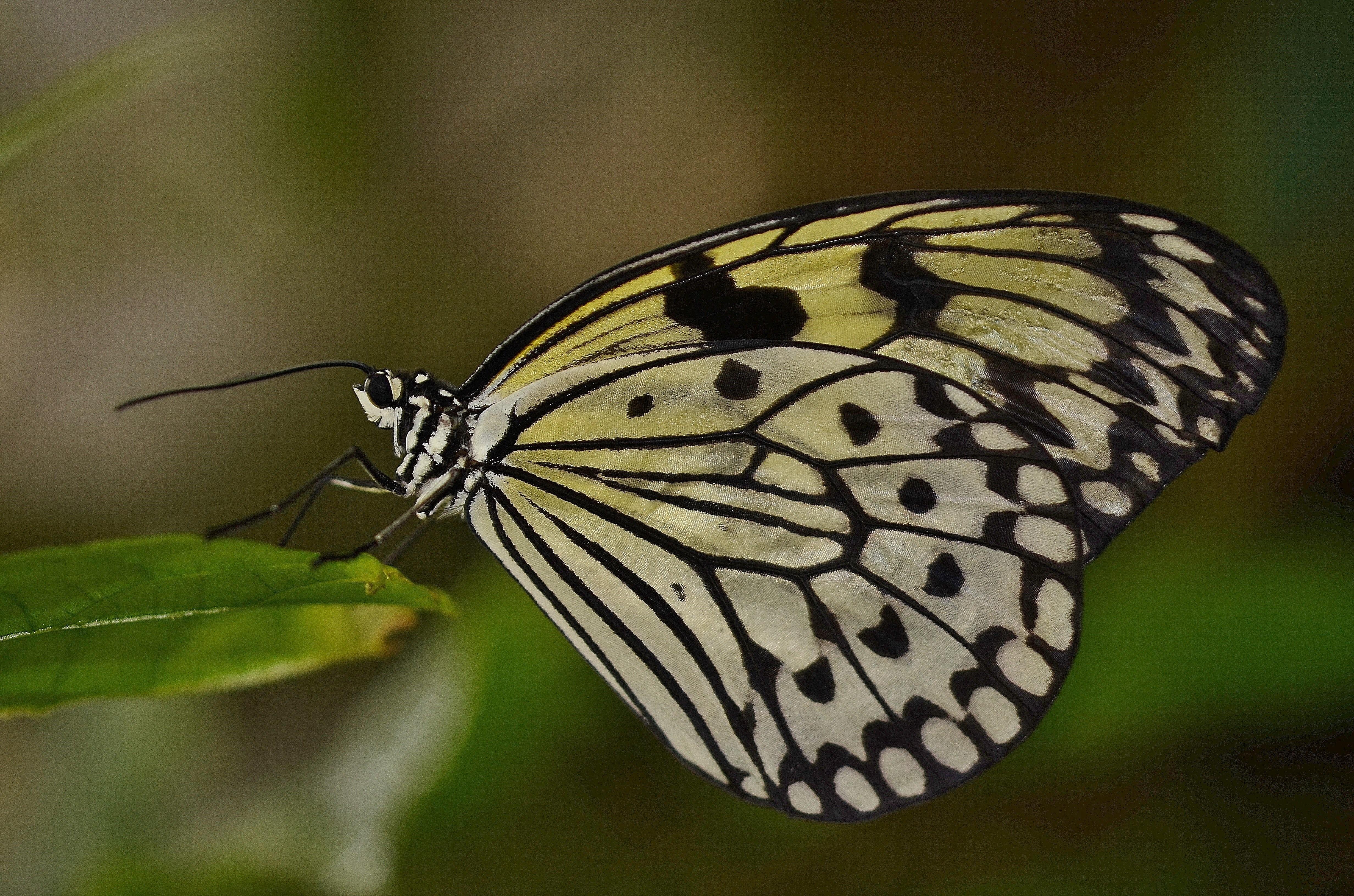 Бабочка с желтыми крыльями. Бабочка. Полосатая бабочка. Желто черная бабочка. Бабочка белая.