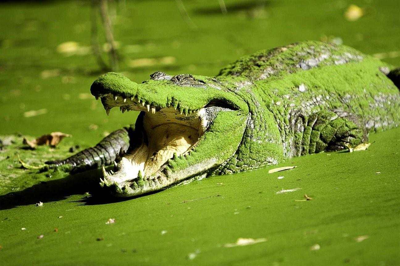 Крокодилы и лягушки какие животные. Крокодил. КРАКАДИЛ. Зеленые животные. Крокодил животное.