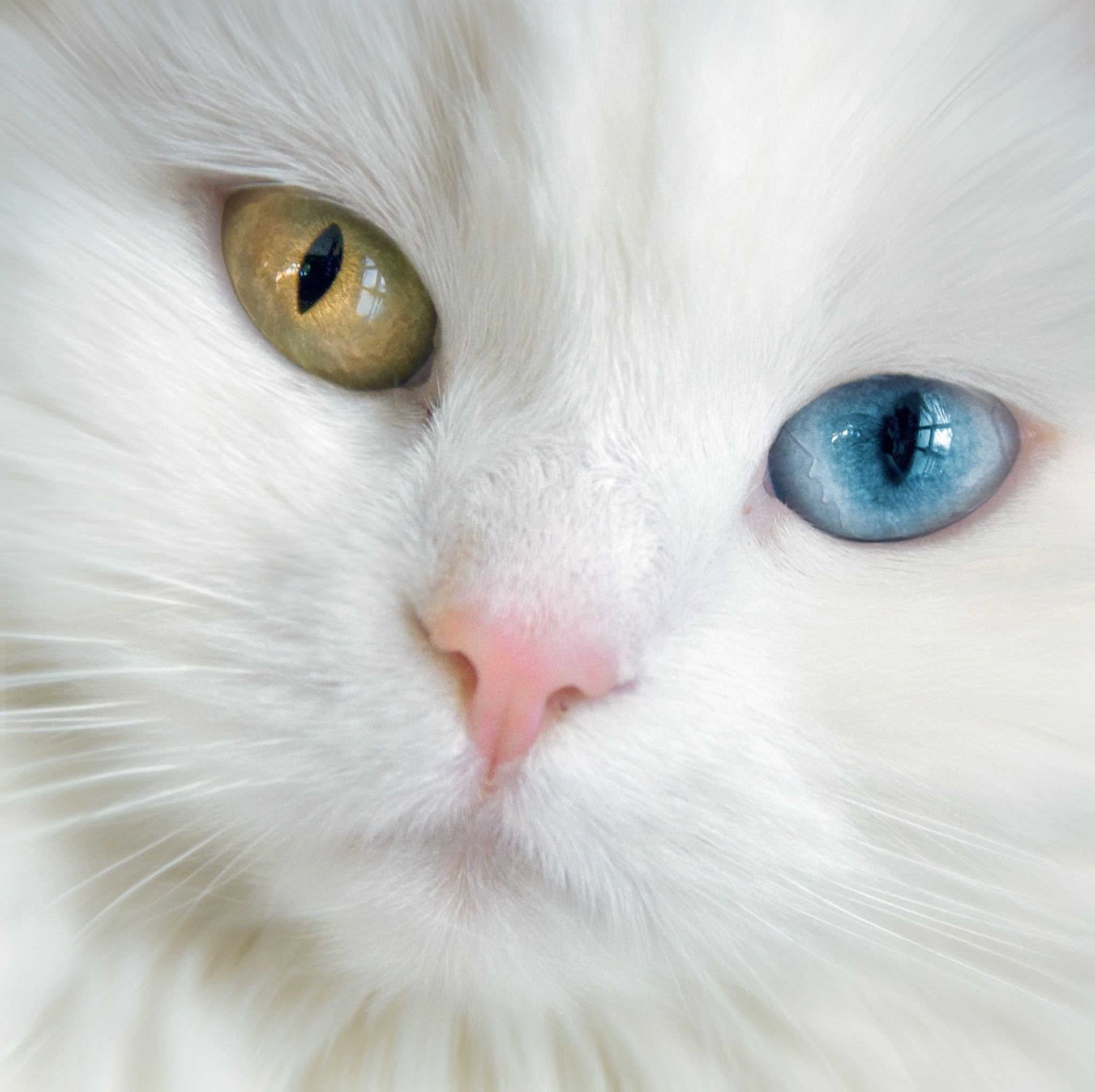 Белая кошка с разными глазами фото